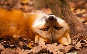 Natur-Resort Tripsdrill